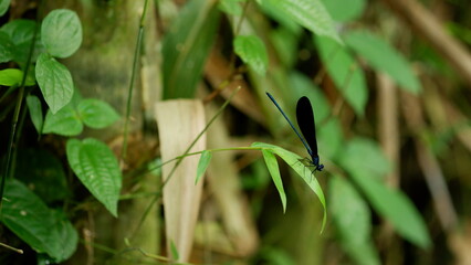 Black Dragonfly or Ebony Jewelwing also known as Vestalis Luctuosa are plays a role in determining the environment and pollution-free water quality.