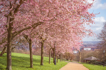 Cherry blossoms at Alexandra Park in London, England in Spring