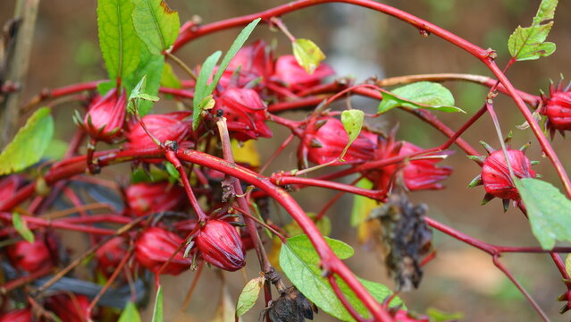 Fresh red roselle flowers bulb in the garden.