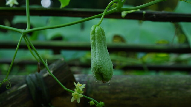 Hanging Chayote or Choko, also known as mirliton and choko, is an edible plant belonging to the gourd family, Cucurbitaceae.