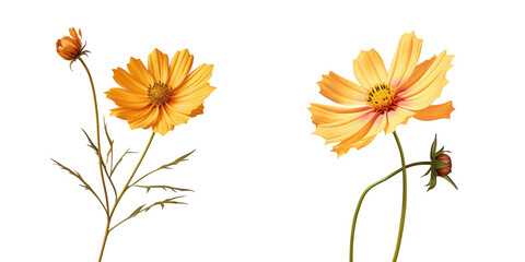 Coreopsis alone on transparent background