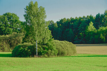 Blooming field, forest, grasses, flowers and shrubs. Forest, young pine and birch trees. Blue sky, white clouds.