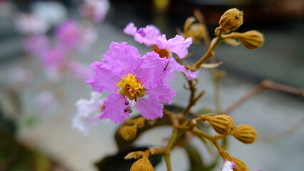Lagerstroemia flower in a garden or Bunga Bungur.