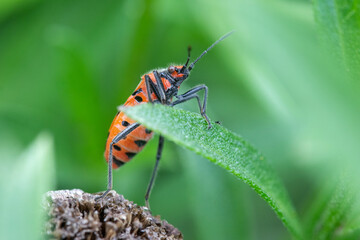 Close-up of a Cinnamon Bug (Corizus hyoscyami).