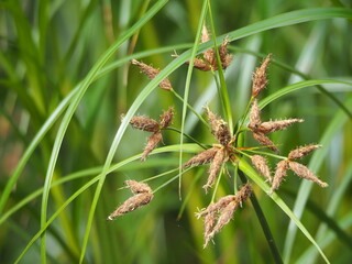 水辺の植物　ウキヤガラ