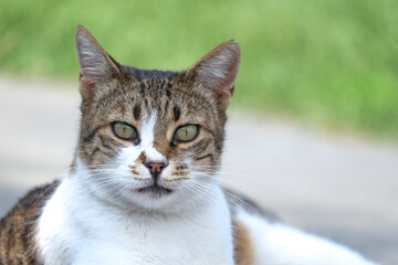 Close up white brown cat face with blurred background.