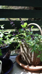 Herbs growing in containers on the balcony