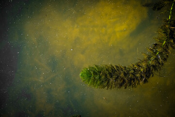 Algae in river water. Myriophyllum spicatum. Copy space.