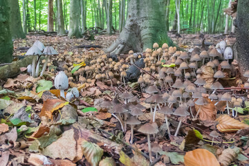 A large collection of mushrooms (Parasola conopilus, Coprinopsis atramentaria and Coprinellus micaceus) photographed in the Balijbos in Zoetermeer