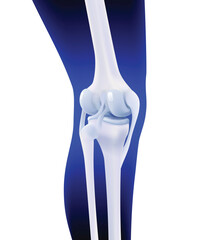 3D illustration of posterior ligament of human knee bone on dark blue leg silhouette background. Used in medicine, education, science and industry.