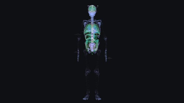 Human body full skeleton wireframe.
Human body skeleton animation stock footage.