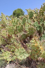 kaktusy z kolcami