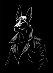 Doberman in a leather jacket on a dark background. Vector illustration.