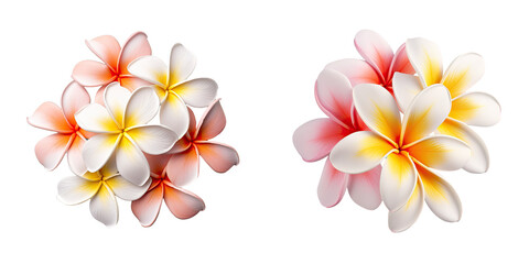 White tropical plumeria flowers isolated