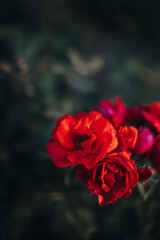 Wild red roses growing in the nature. Flowering and blooming. Romantic femininity concept
