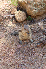 Chipmunk in the wild mountains Estes Park Colorado . High quality photo