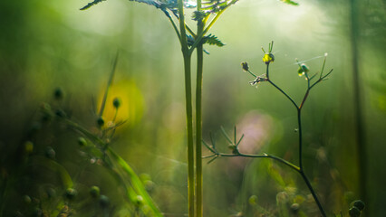 Macro de fougères et de petites plantes sauvages, dans la forêt des Landes de Gascogne