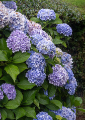 flowers in the garden