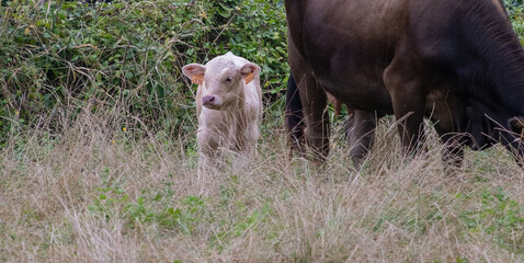 baby goat in a field