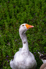 Obraz premium goose in the grass