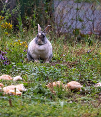 rabbit in the grass