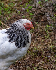 white chicken in the grass