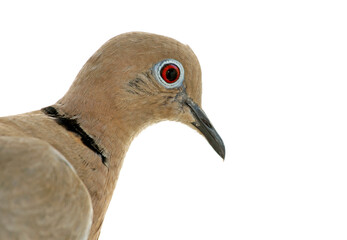 close-up portrait of a brown dove ,against white background. selective focus. The Eurasian collared dove (Streptopelia decaocto) is a dove species native to Europe and Asia