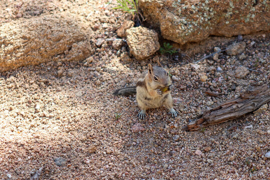 Chipmunk in the wild mountains Estes Park Colorado . High quality photo