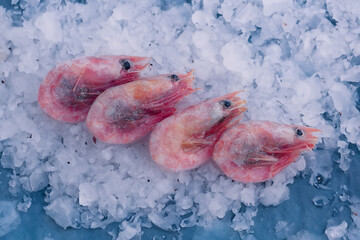 Shrimps on the ice on light background