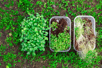 Microgreens on the ground in growing containers