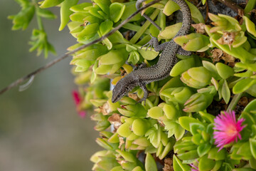 Naklejka premium lizard on a branch