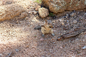 Obraz premium Chipmunk in the wild mountains Estes Park Colorado . High quality photo