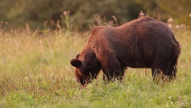 Niedźwiedź brunatny (Ursus arctos)