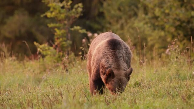 Niedźwiedź brunatny (Ursus arctos)