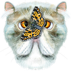 Lovely closeup portrait of Exotic Shorthair cat breed with butterfly. Hand drawn water colour painting