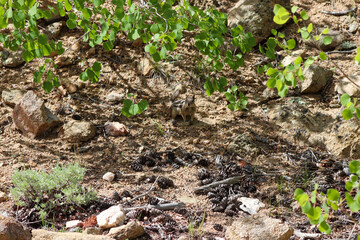 Chipmunk in the wild mountains Estes Park Colorado . High quality photo