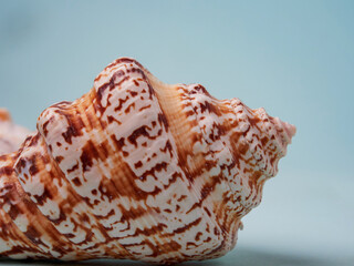 Summer concept with seashells and starfish on pastel blue background. Top view, flat lay