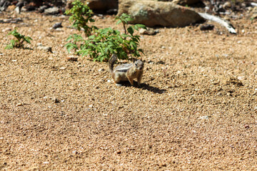 Chipmunk in the wild mountains Estes Park Colorado . High quality photo