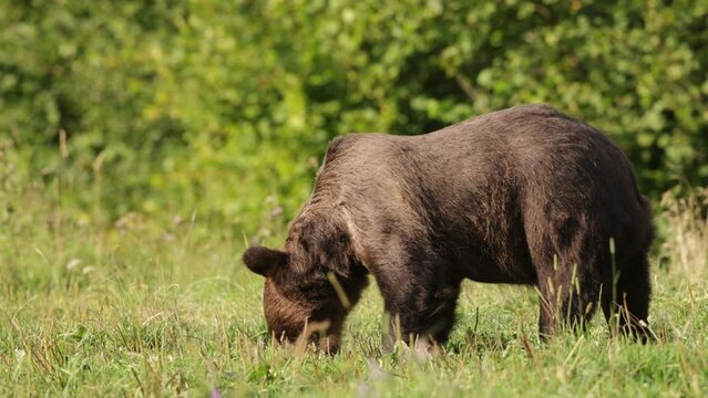 Niedźwiedź brunatny (Ursus arctos)