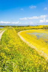 Salt marshes of the natural reserve of Lilleau des Niges on the Ile de Ré island in France with...