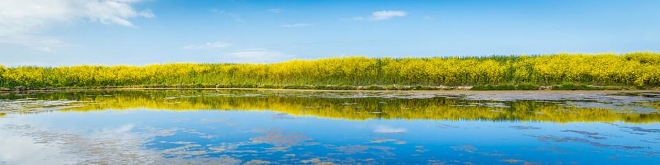 Field of yellow mustard and water of the salt marshes of the natural reserve of Lilleau des Niges...