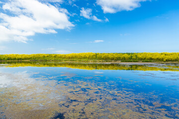 Field of yellow mustard and water of the salt marshes of the natural reserve of Lilleau des Niges on the Ile de Ré island in France