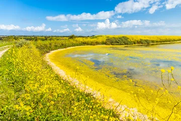 Fotobehang Salt marshes of the natural reserve of Lilleau des Niges on the Ile de Ré island in France with white mustard flowers in bloom © JeanLuc Ichard