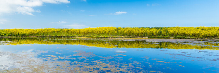 Field of yellow mustard and water of the salt marshes of the natural reserve of Lilleau des Niges on the Ile de Ré island in France