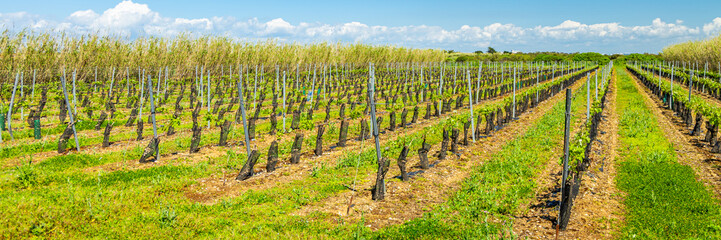Vineyard of the Ile de Ré island in Sainte-Marie-de-Ré, France on a sunny day of spring