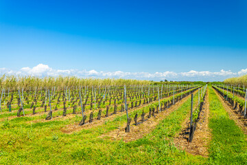Vineyard of the Ile de Ré island in Sainte-Marie-de-Ré, France on a sunny day of spring