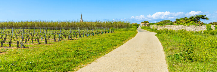 Pathway and vineyard of the Ile de Ré island in Sainte-Marie-de-Ré, France on a sunny day