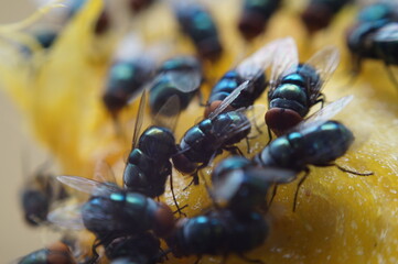 Houseflies crawl and suck mango juice
