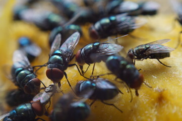 Houseflies crawl and suck mango juice