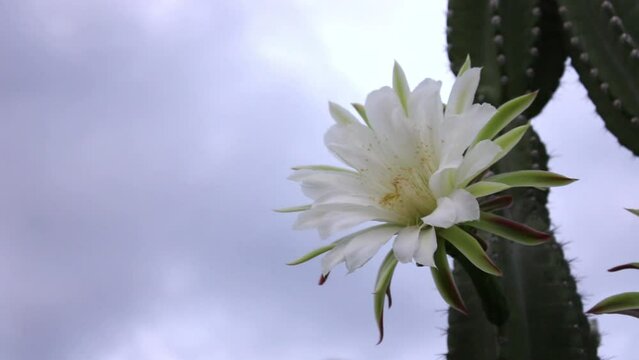 Cacti mandacaru,Cereus jamacaru, with flowers and natural landscape background